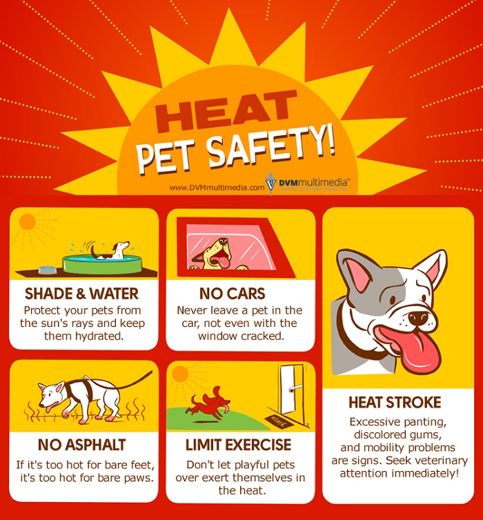Heat Pet Safety | Township Animal Hospital